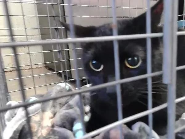 Dings - Domestic Shorthair