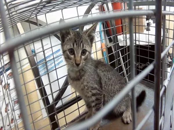 Windy - Domestic Shorthair