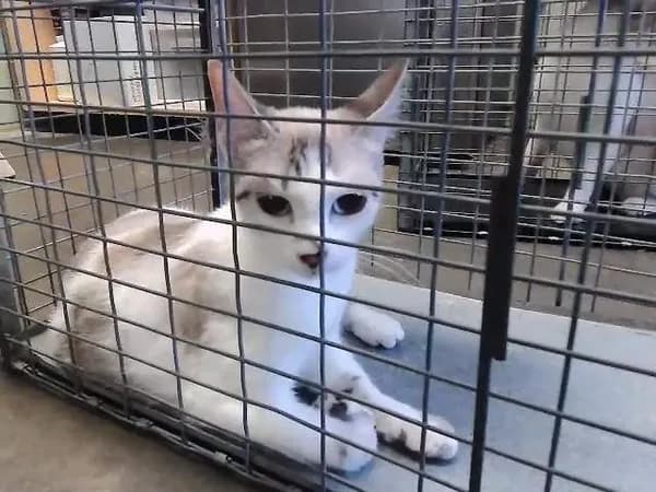 Coco - Domestic Shorthair