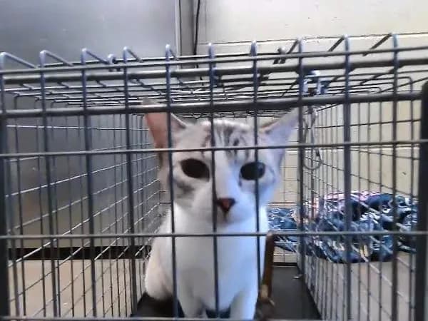 Butter - Domestic Shorthair