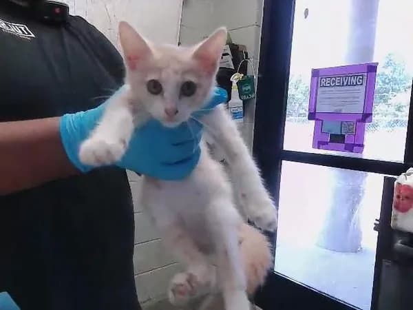Lil Girl - Domestic Shorthair