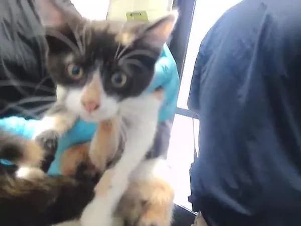 Pumpkin - Domestic Shorthair