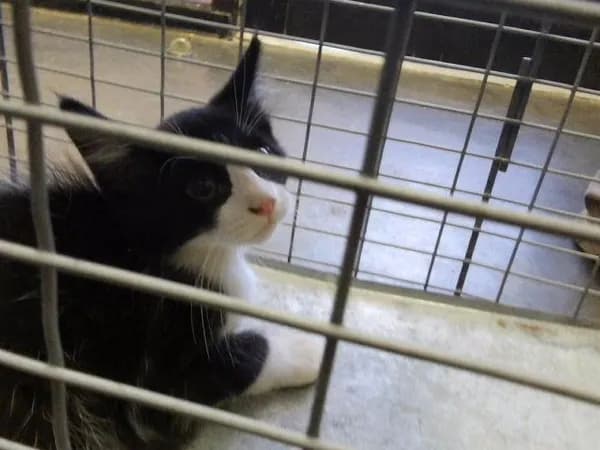 Axel - Domestic Mediumhair
