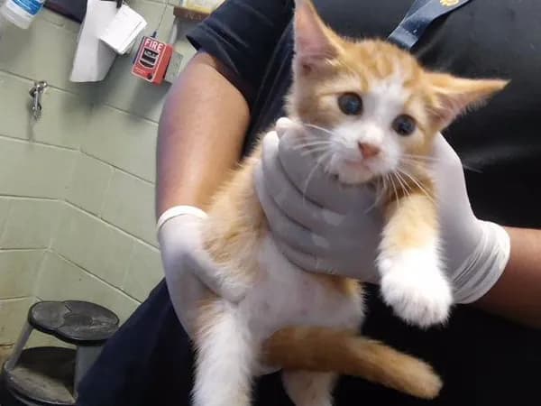 Kevin - Domestic Shorthair