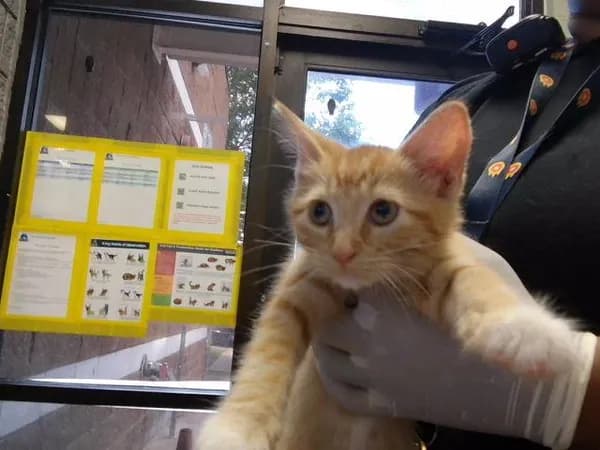 Joe - Domestic Shorthair