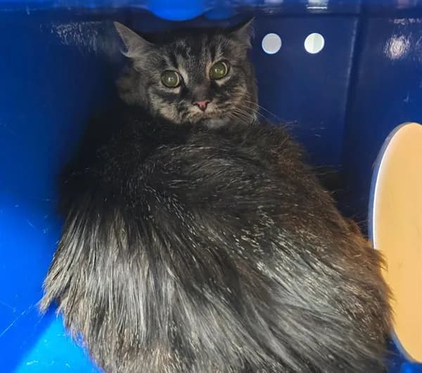 Gia - Domestic Mediumhair