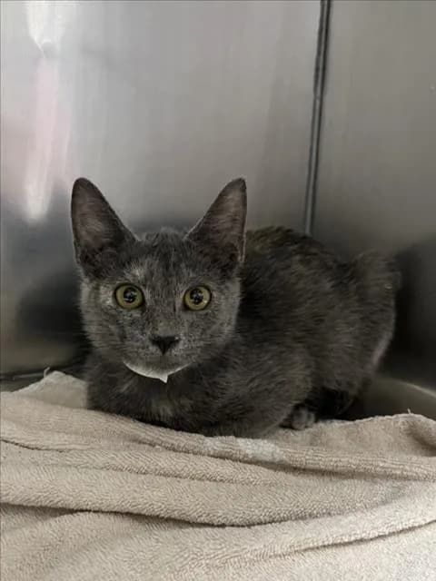 Jamila - Domestic Shorthair