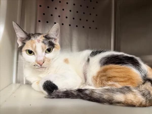 Nezuko - Domestic Shorthair