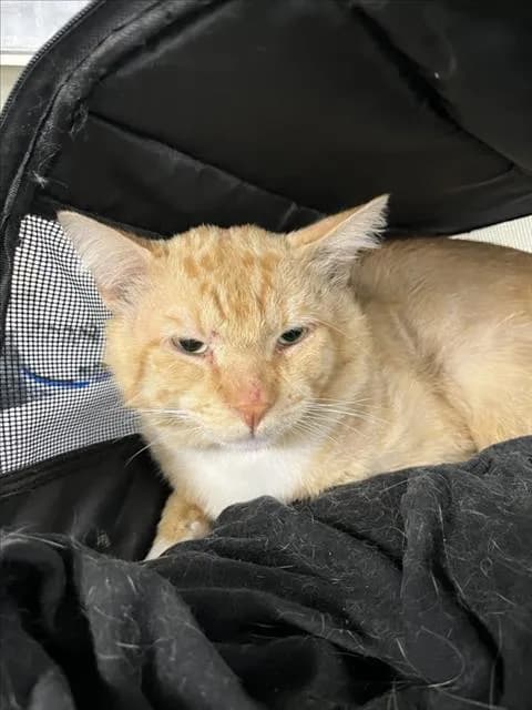 Unnamed - Domestic Shorthair