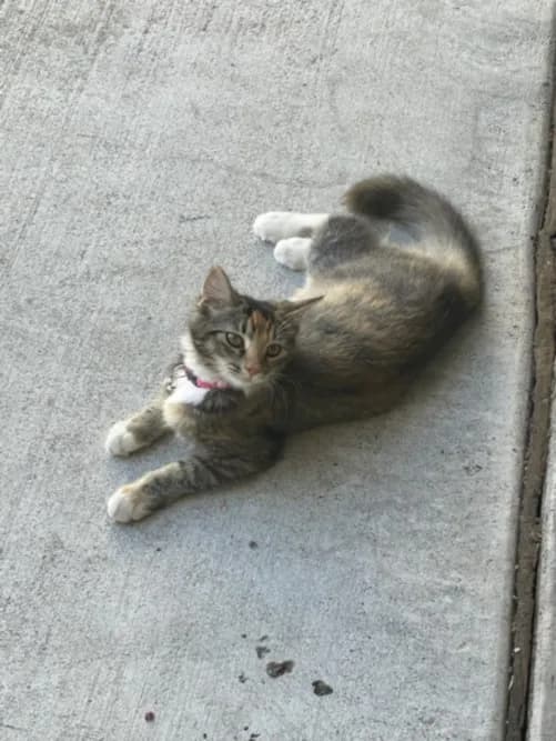 Miko - Domestic Mediumhair