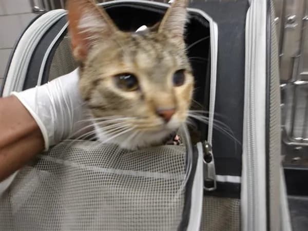 Millie - Domestic Shorthair