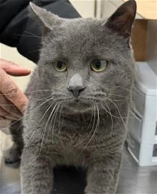 Marnen - Domestic Shorthair