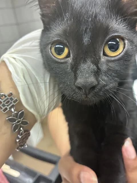 Lefty - Domestic Shorthair