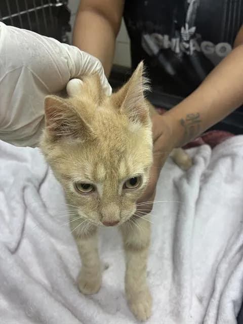 Pancho - Domestic Shorthair