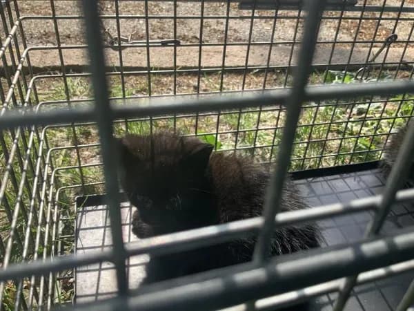 Unnamed - Domestic Shorthair