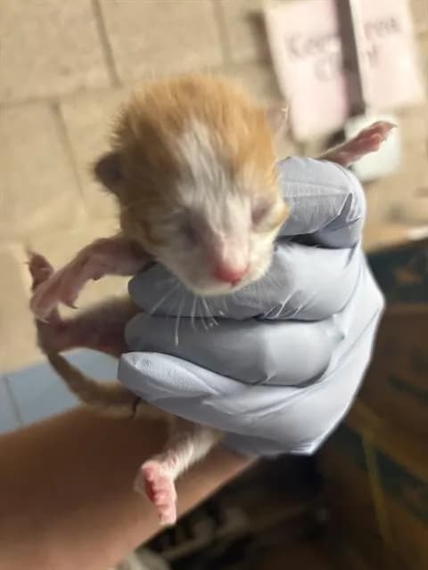 1 - Domestic Shorthair