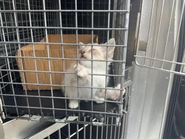 Sea Shell - Domestic Shorthair