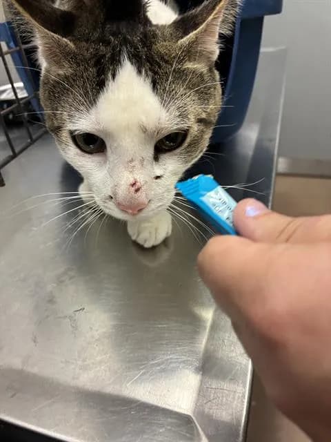 Skimmie - Domestic Shorthair