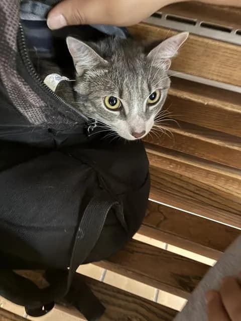 Rodri - Domestic Shorthair