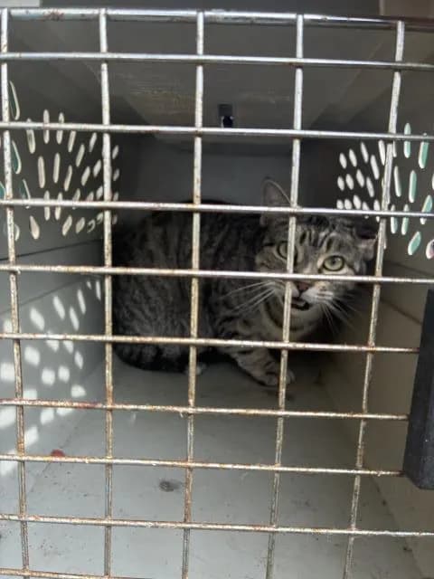 Unnamed - Domestic Mediumhair