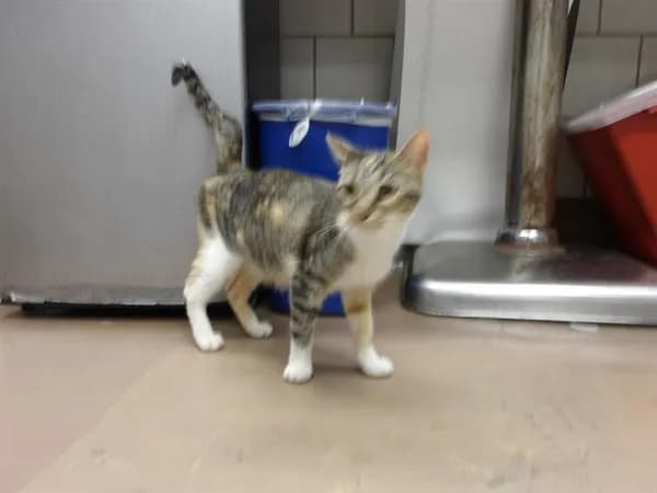 Cali Girl - Domestic Shorthair