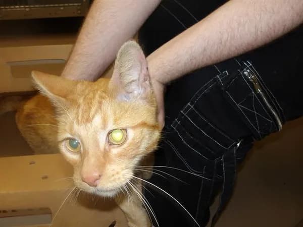 Unnamed - Domestic Shorthair