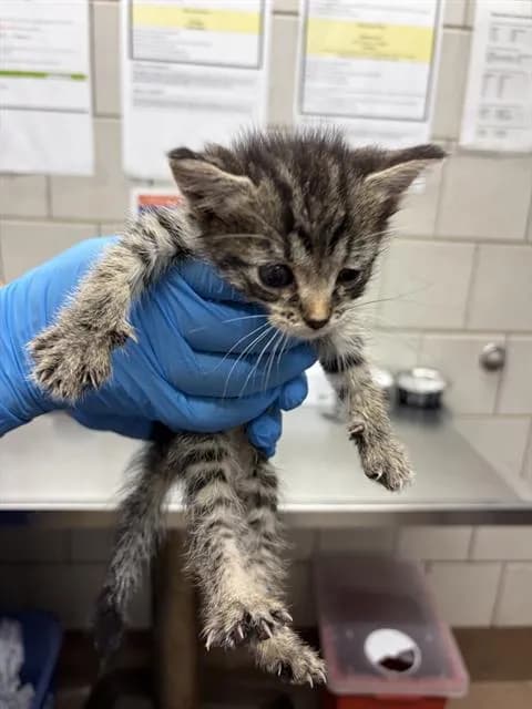 Unnamed - Domestic Shorthair
