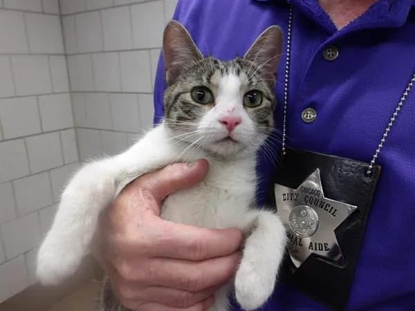 Unnamed - Domestic Shorthair
