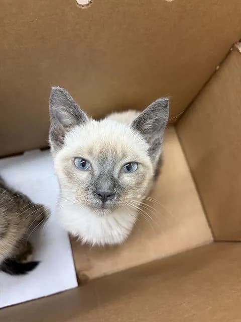 Unnamed - Domestic Shorthair