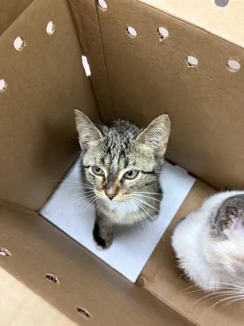 Unnamed - Domestic Shorthair