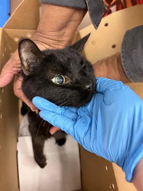 Pete - Domestic Shorthair