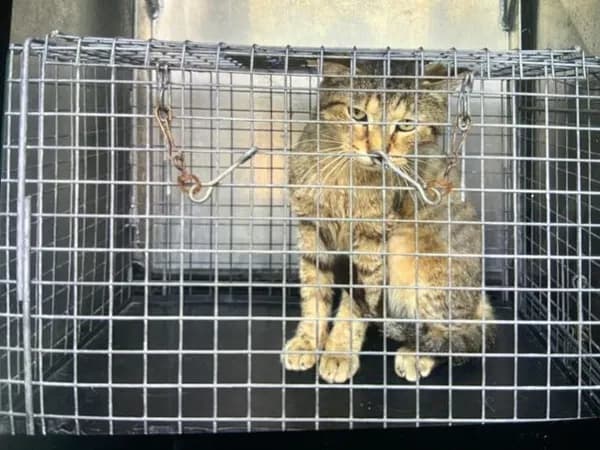 Unnamed - Domestic Shorthair