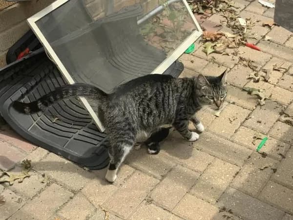 Unnamed - Domestic Shorthair