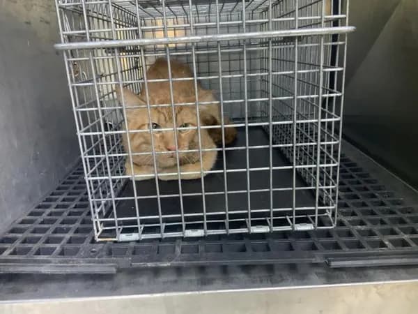 Unnamed - Domestic Shorthair