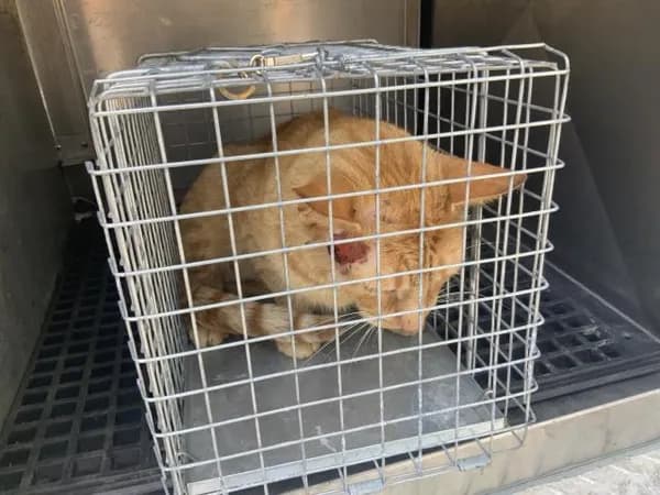 Unnamed - Domestic Shorthair