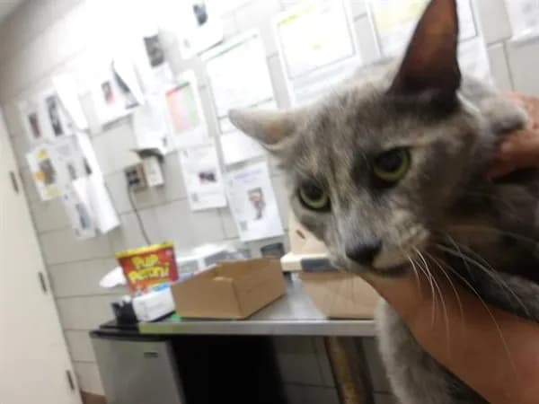 Unnamed - Domestic Shorthair