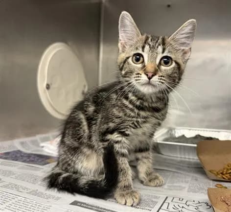Suraya - Domestic Shorthair