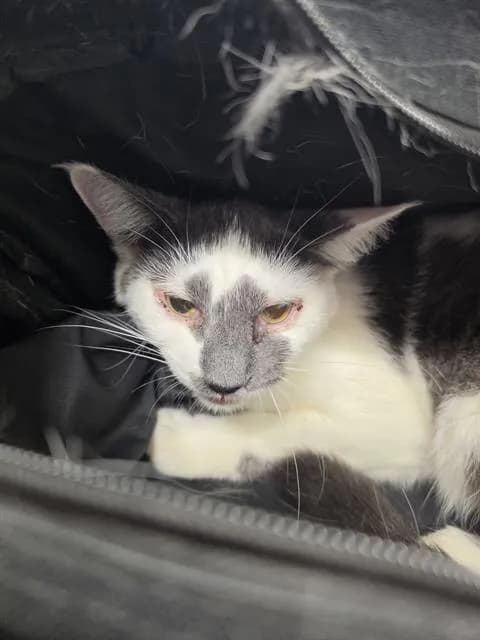 Penelope - Domestic Shorthair