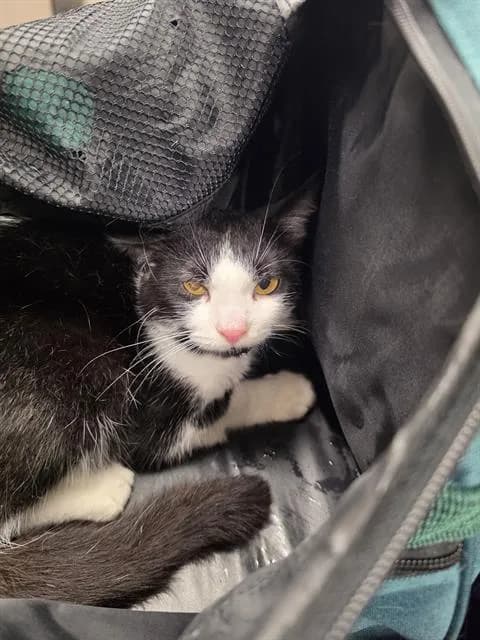 Boo Boo - Domestic Shorthair