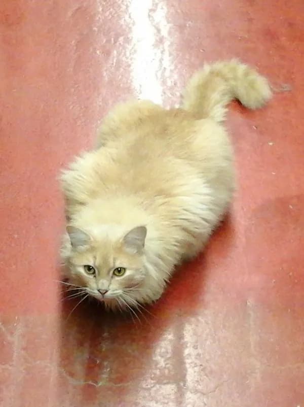 Lefty - Tabby / Mixed (long coat)