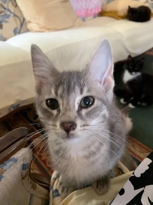 Lilly - Domestic Short Hair / Mixed (short coat)