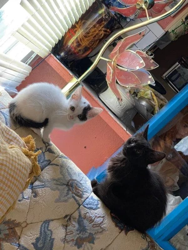 Bug And Silver - Domestic Short Hair / Domestic Long Hair / Mixed