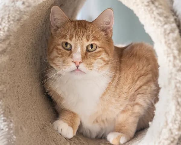 Oxi - Tuxedo / Tabby / Mixed (short coat)