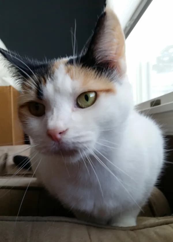 Freya - thumbnail 6