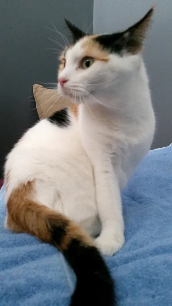 Freya - thumbnail 8