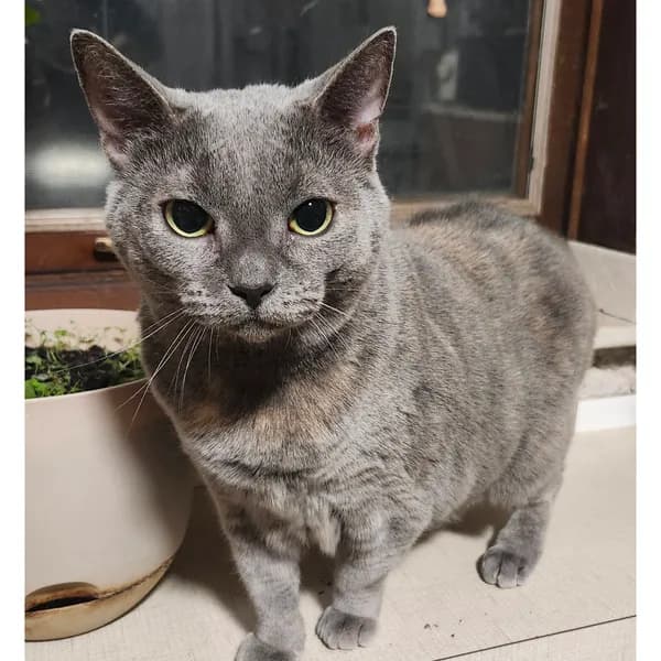 Maisie - Domestic Short Hair (short coat)