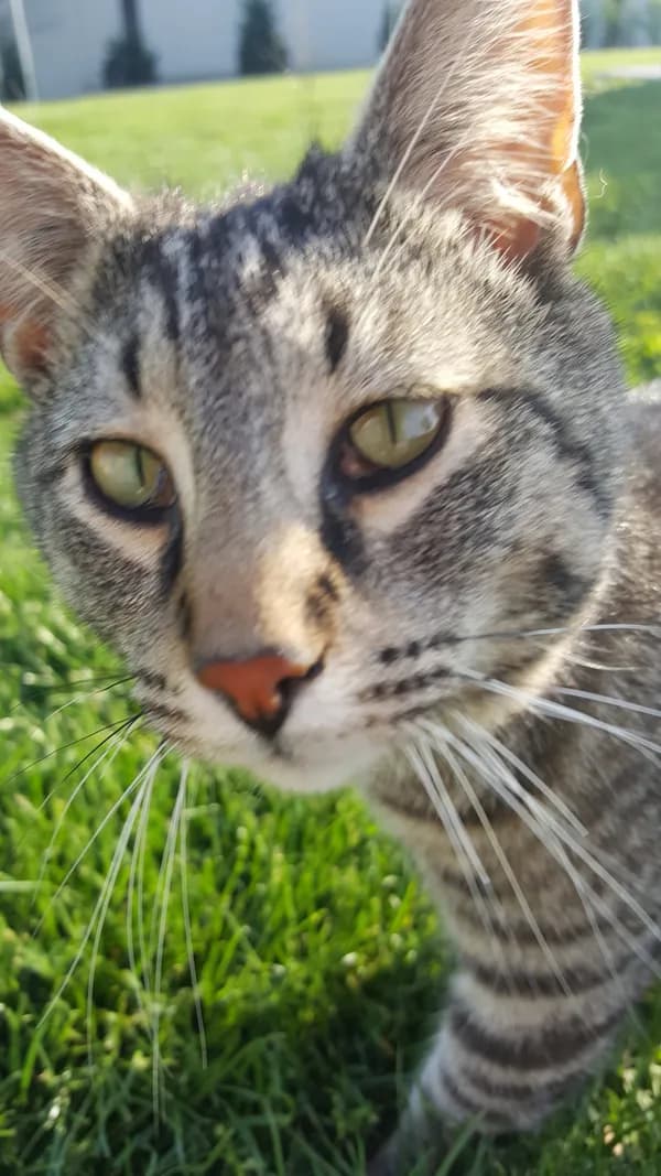 My Purrrrrfect Partner - thumbnail 4