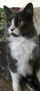 Morgan - Domestic Long Hair (long coat)