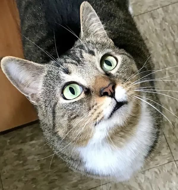 Boots - Domestic Short Hair