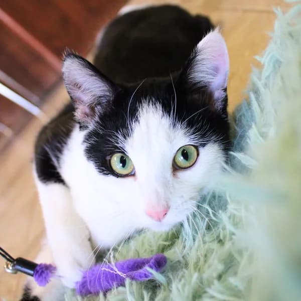 Ron - Domestic Short Hair (short coat)